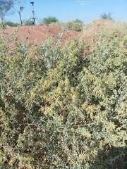 Atriplex lentiformis