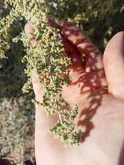 Atriplex lentiformis