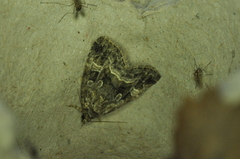 Protodeltote muscosula