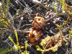 Protea subulifolia