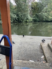 Columba livia domestica