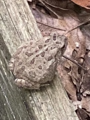 Anaxyrus fowleri