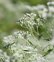 Eupatorium serotinum