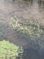 Ranunculus aquatilis