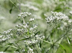 Eupatorium serotinum
