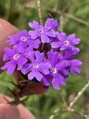 Verbena pulchella
