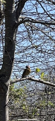 Colaptes melanochloros