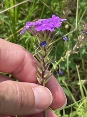 Verbena pulchella
