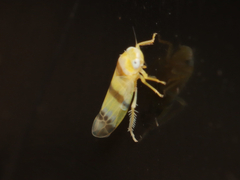 Empoa gillettei