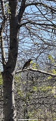 Colaptes melanochloros