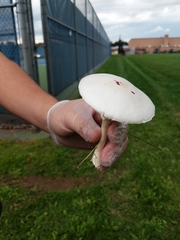 Amanita bisporigera
