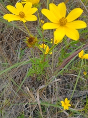 Bidens polylepis