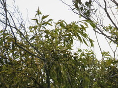 Phoradendron brachystachyum