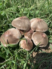 Leucoagaricus americanus