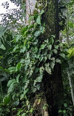 Monstera adansonii