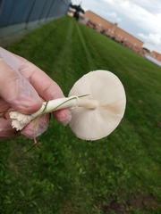 Amanita bisporigera