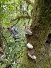 Rhodofomes cajanderi