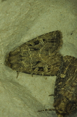 Condica vecors