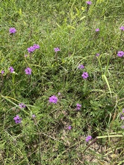 Verbena pulchella