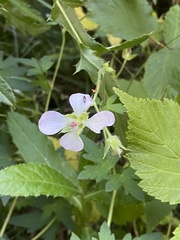 Geranium richardsonii