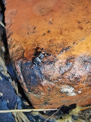Harmochirus brachiatus