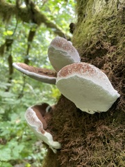 Rhodofomes cajanderi