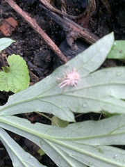 Gibellula