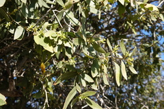 Diospyros