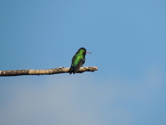 Chlorostilbon lucidus