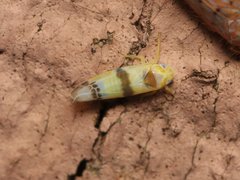 Empoa gillettei