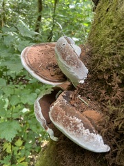 Rhodofomes cajanderi