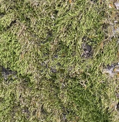 Pseudisothecium myosuroides