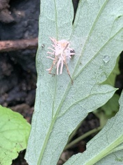 Gibellula