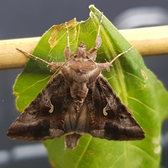 Autographa gamma