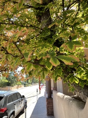 Aesculus hippocastanum