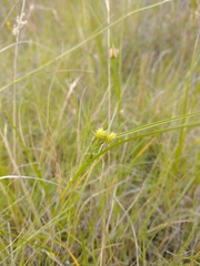 Carex viridula
