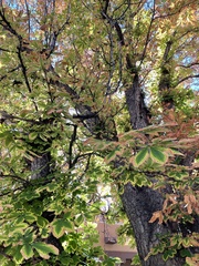 Aesculus hippocastanum