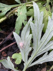 Gibellula