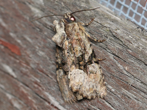 Black-banded Brocade photo 2