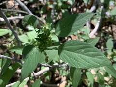 Acalypha neomexicana