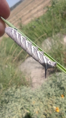 Manduca quinquemaculatus