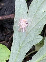 Gibellula