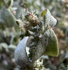 Atriplex argentea hillmanii