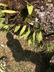 Polypodiopsida