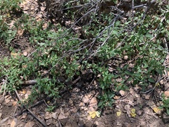 Acalypha neomexicana