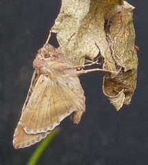 Autographa gamma