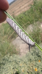 Manduca quinquemaculatus