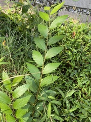 Ulmus alata