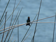 Chlorostilbon lucidus