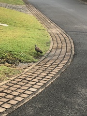 Columba guinea